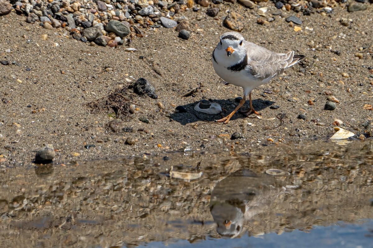 Piping Plover - ML328372591
