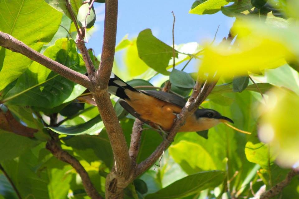 Mangrove Cuckoo - ML328374871