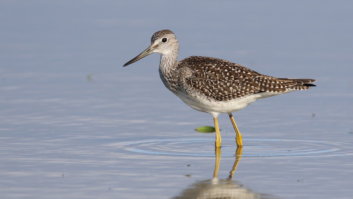 Greater Yellowlegs - ML32837741