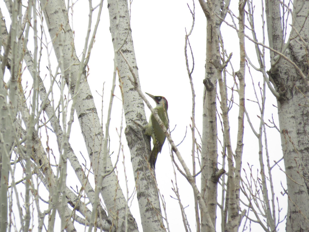 Eurasian Green Woodpecker (Eurasian) - ML328377601