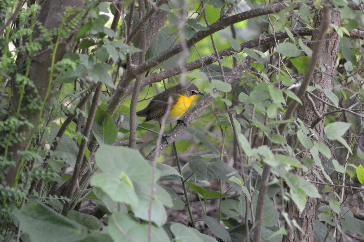 Yellow-breasted Chat - ML328383481