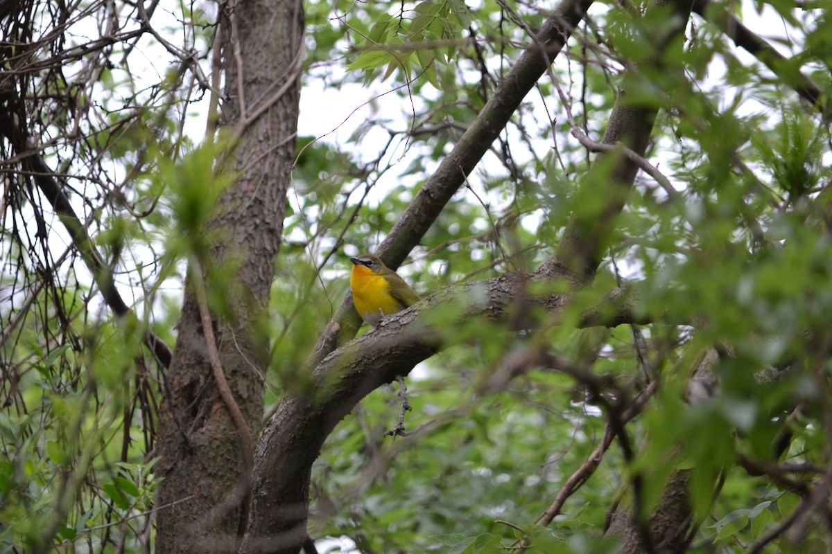 Yellow-breasted Chat - ML328383491