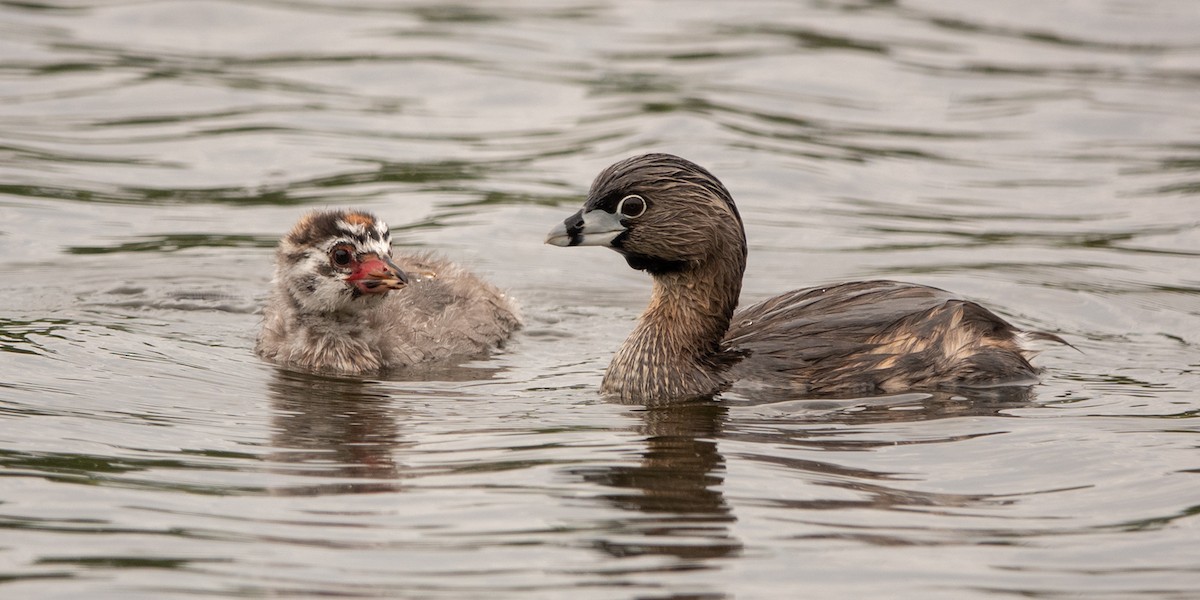 Pied-billed Grebe - wendy wright