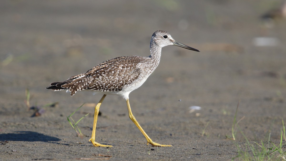 Greater Yellowlegs - ML32838551