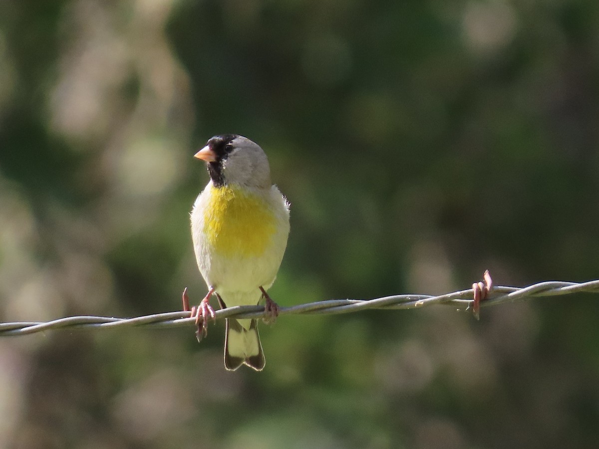 Lawrence's Goldfinch - ML328387991