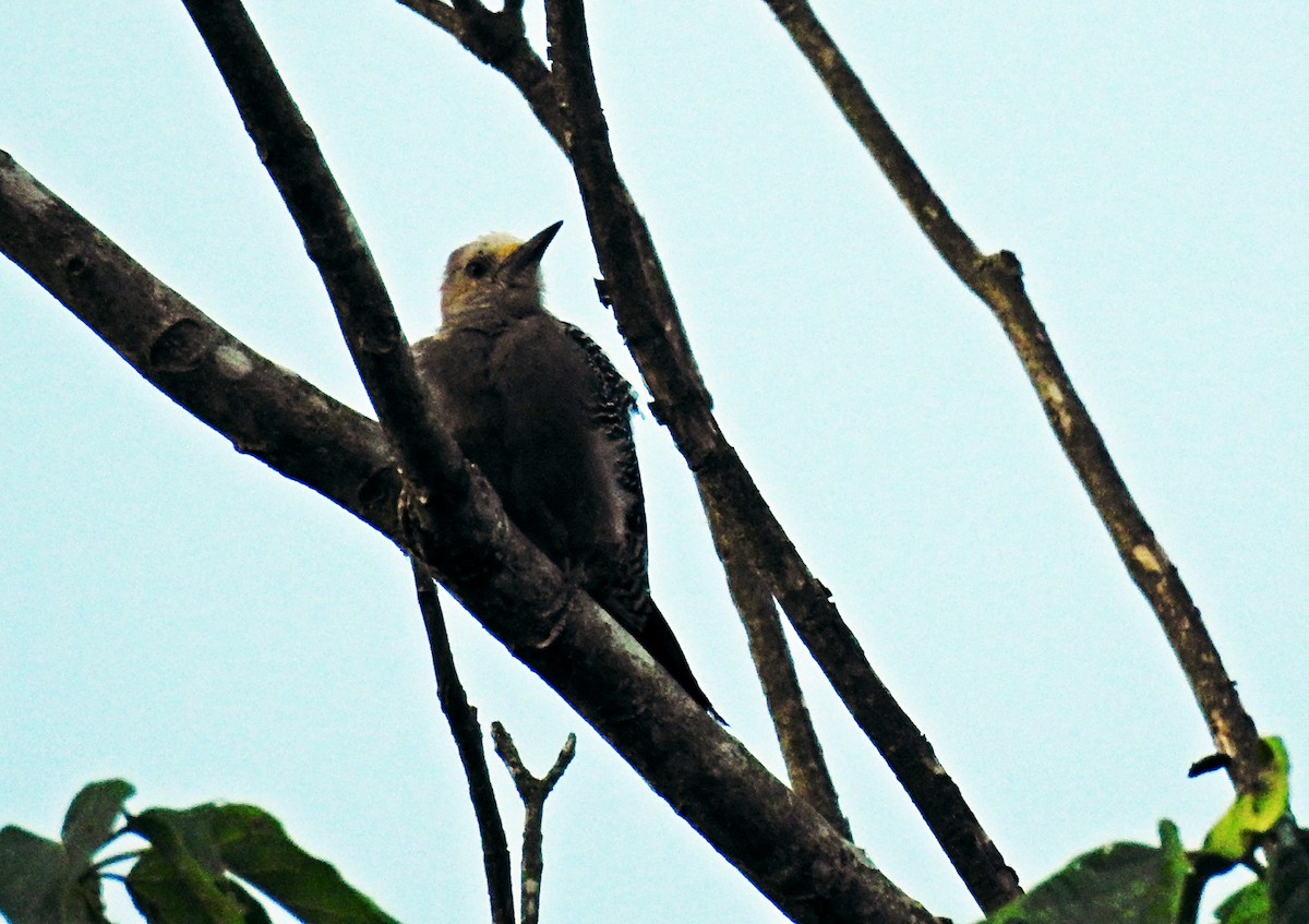 Golden-fronted Woodpecker - ML32839181