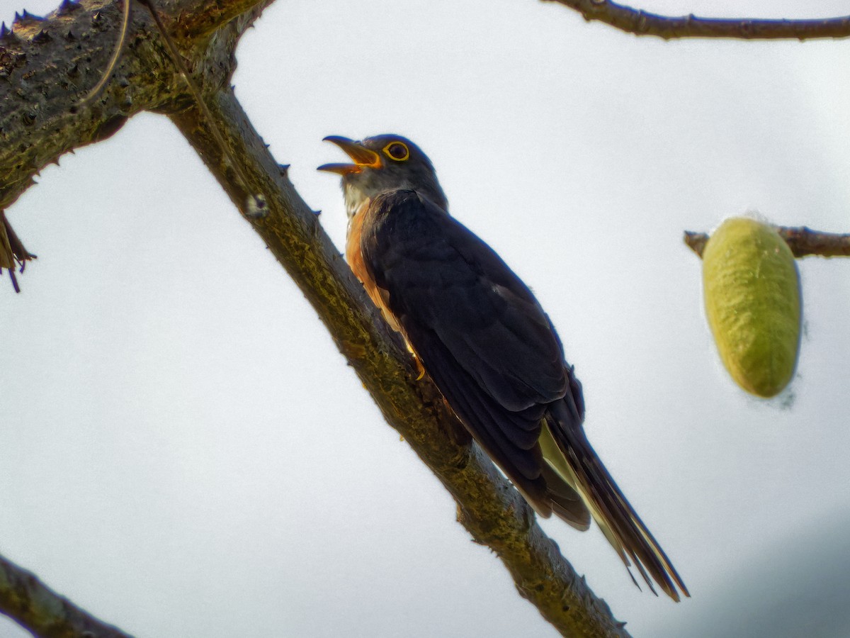 Philippine Hawk-Cuckoo - Ravi Iyengar