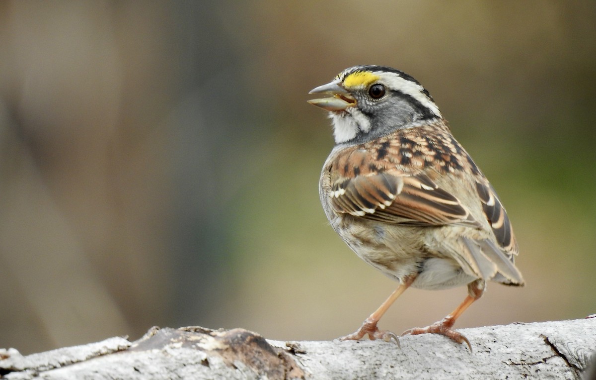 White-throated Sparrow - Weston Barker