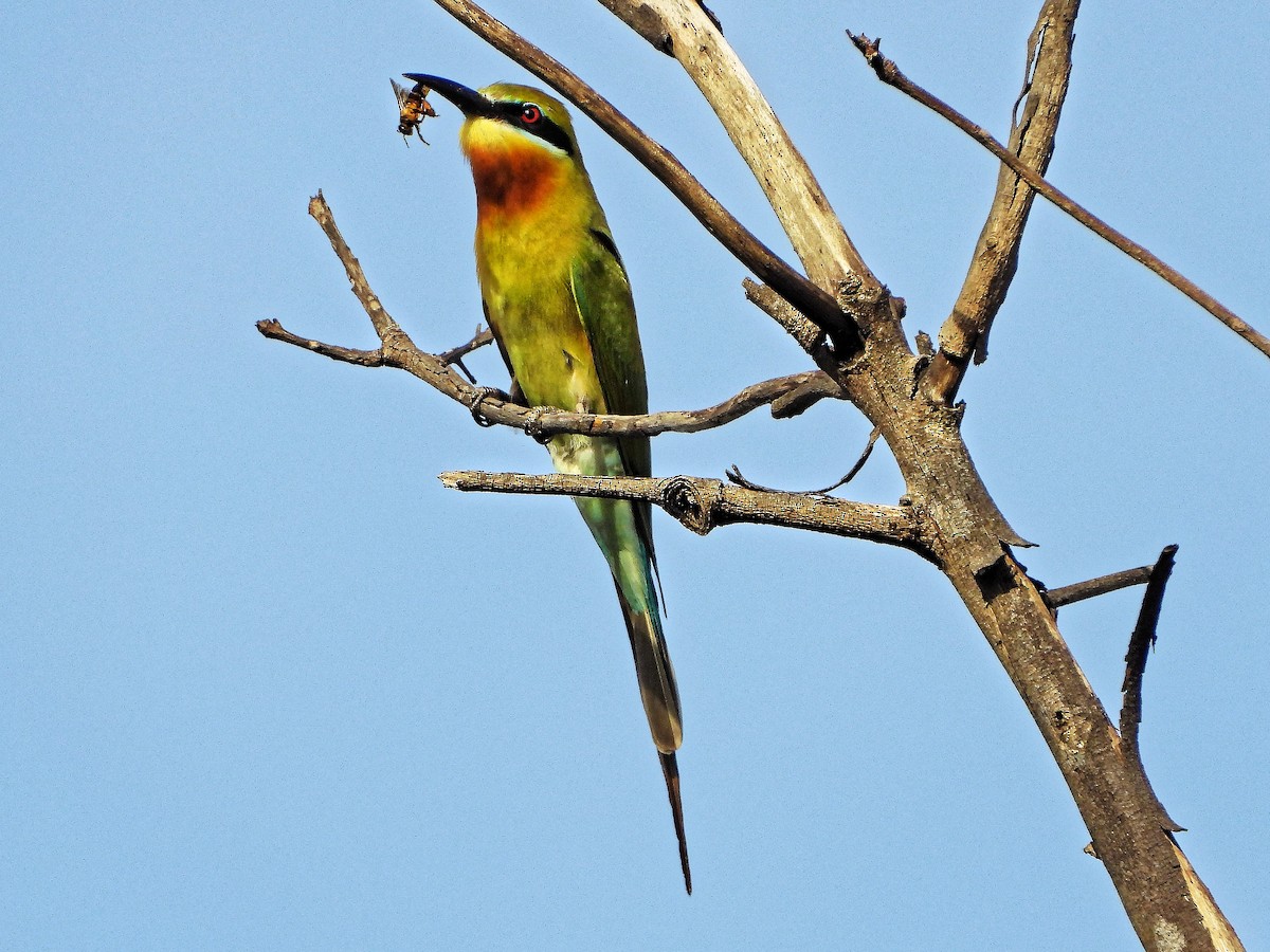 Blue-tailed Bee-eater - ML328399491