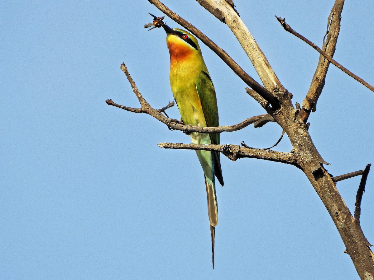 Blue-tailed Bee-eater - ML328399501