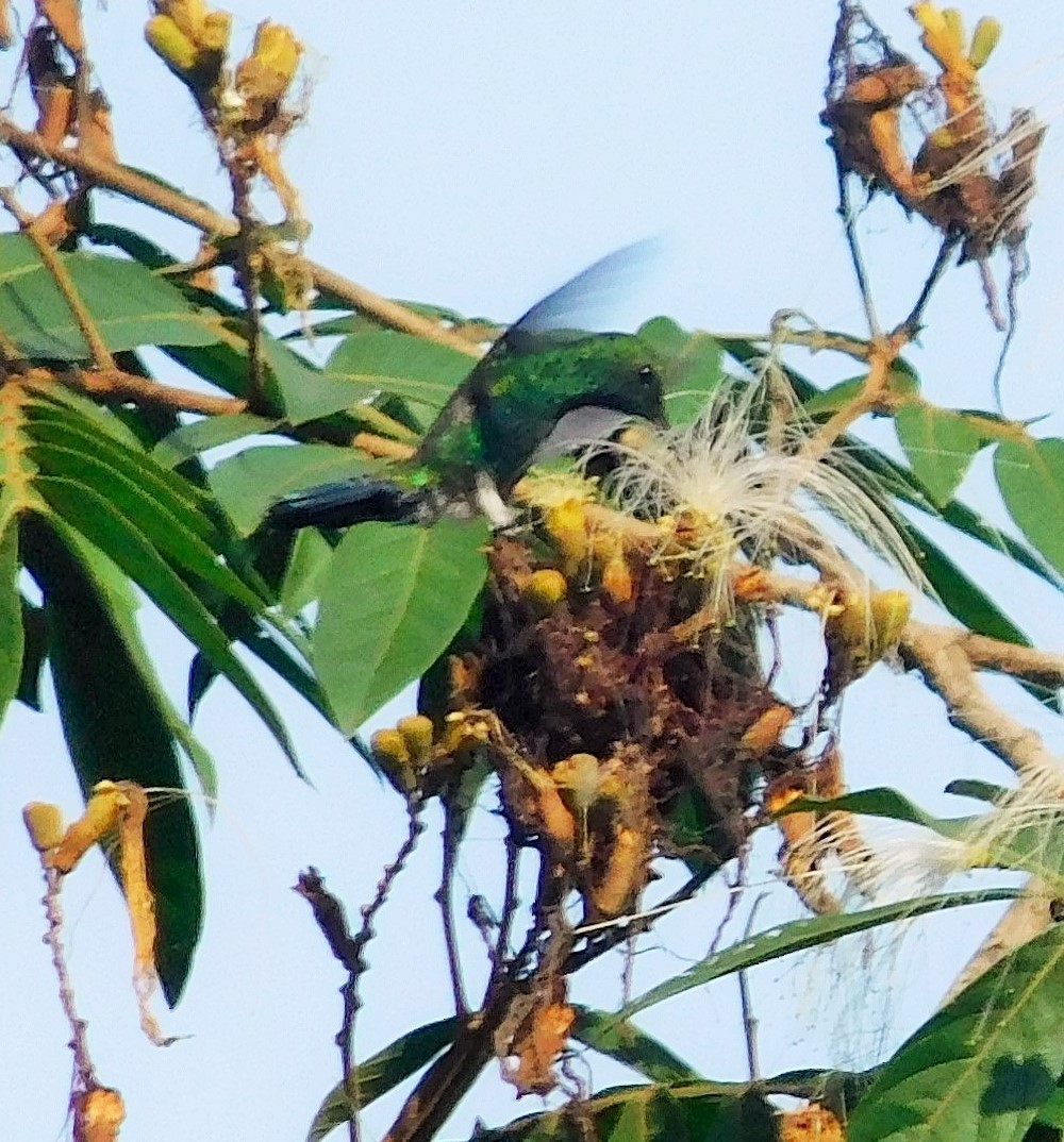 Steely-vented Hummingbird - Vicente Amado Gavidia Medina