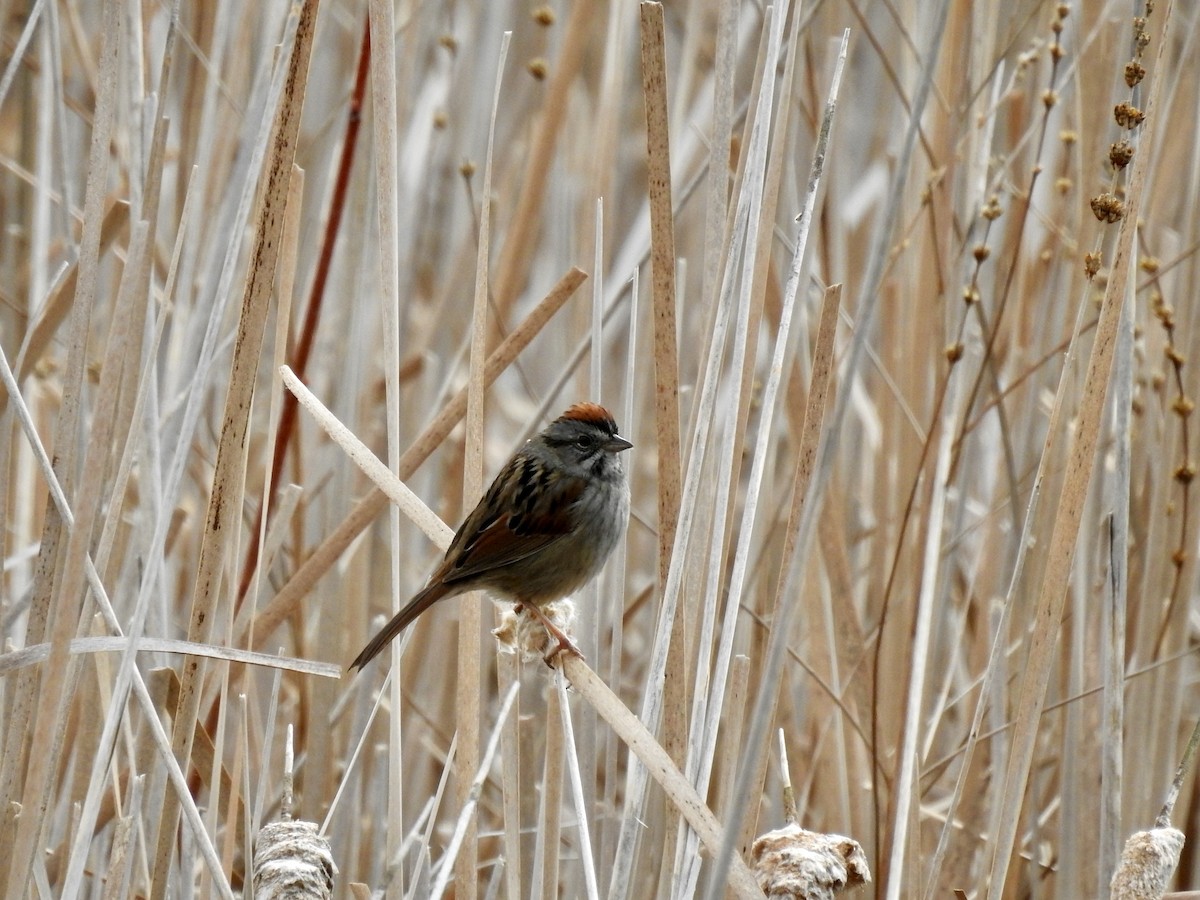 Swamp Sparrow - Laurie  Keefe