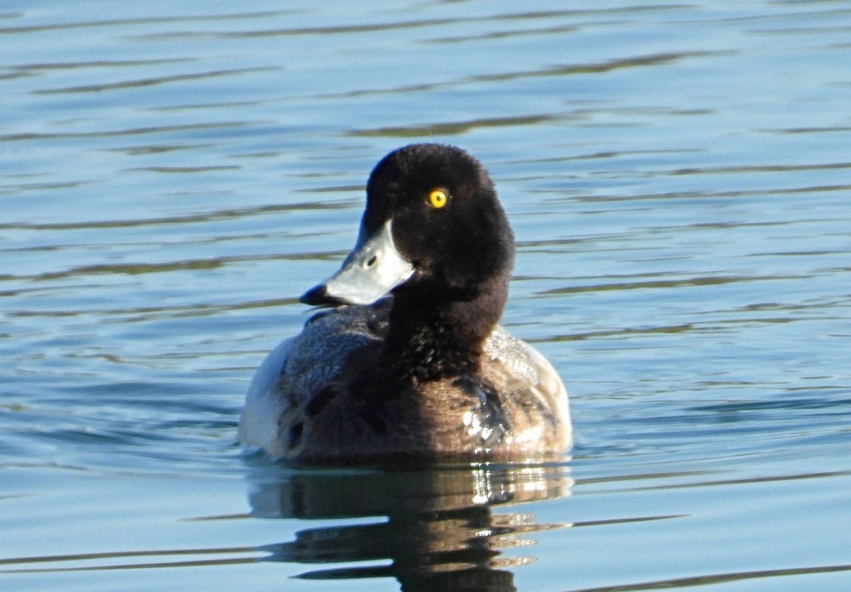 Greater Scaup - ML328409201