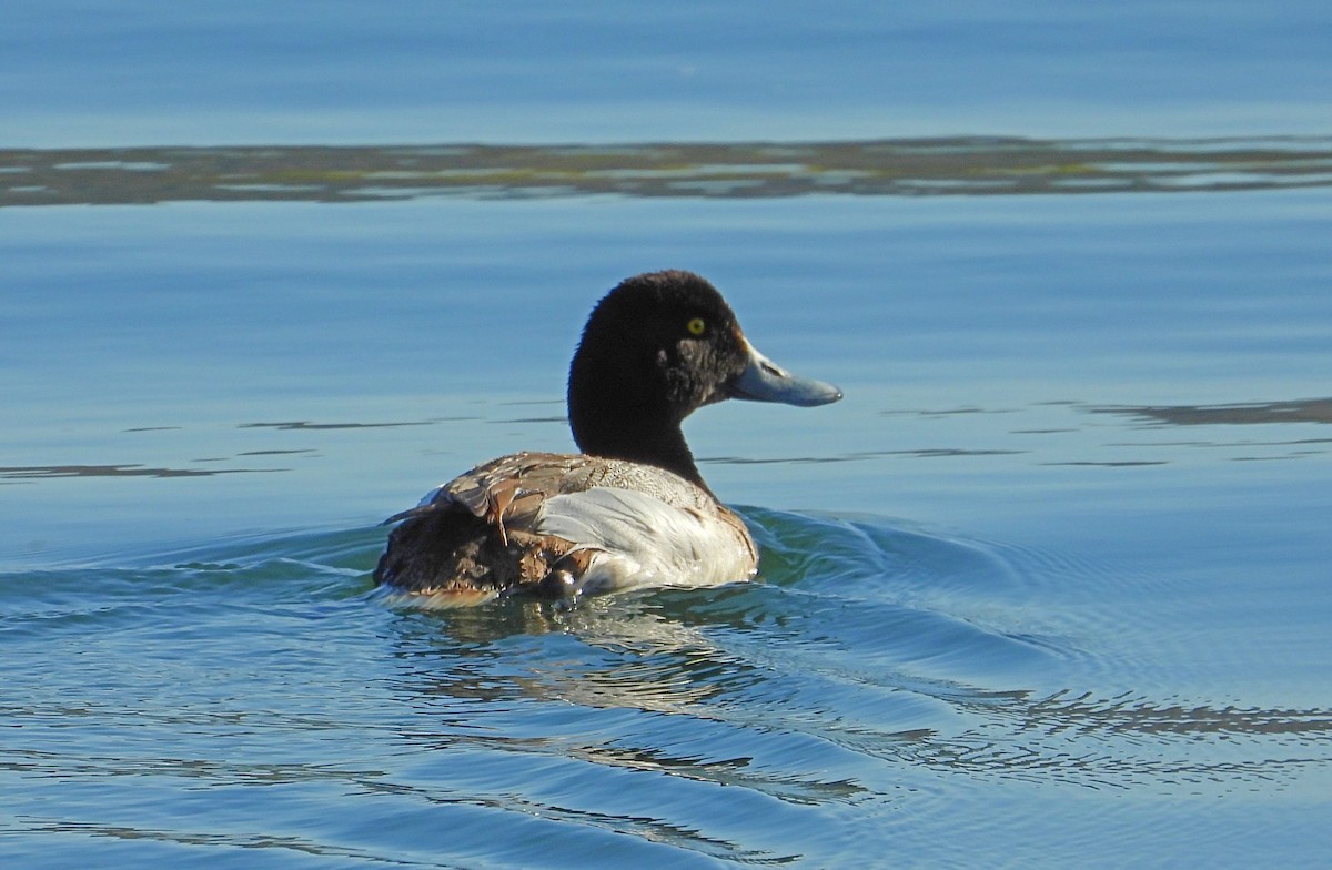 Greater Scaup - ML328414991