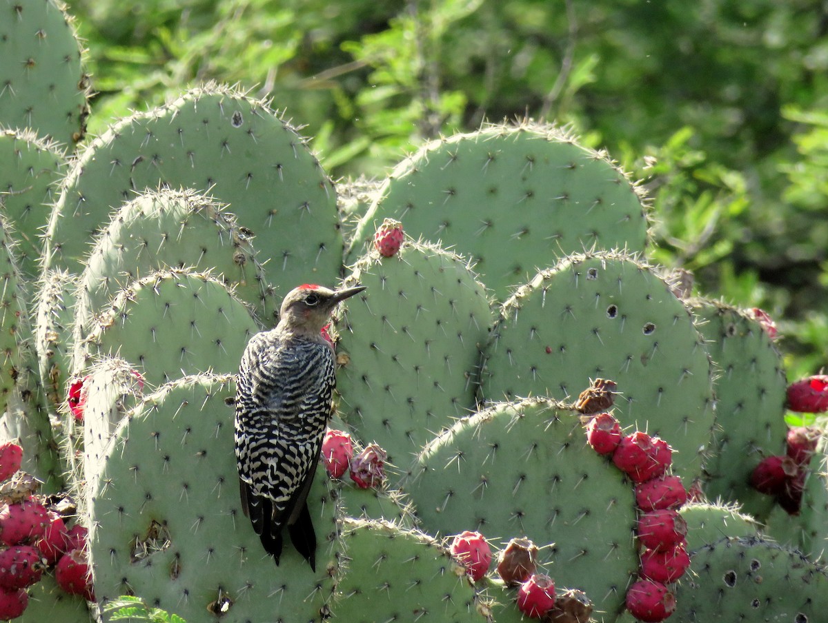 Gray-breasted Woodpecker - Ariadna Tobon