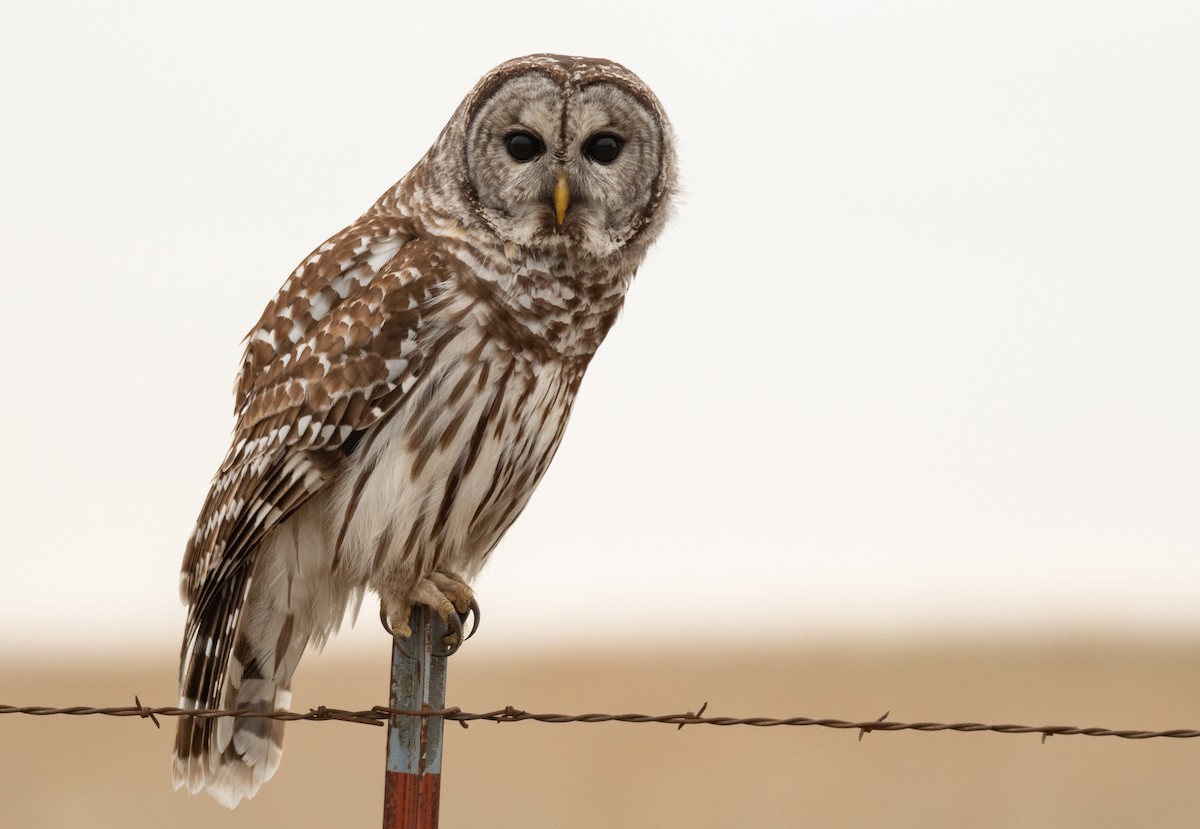 Barred Owl - ML328423141