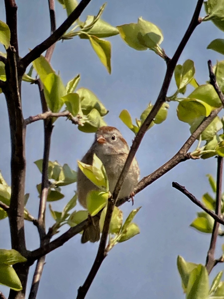 Field Sparrow - ML328423301