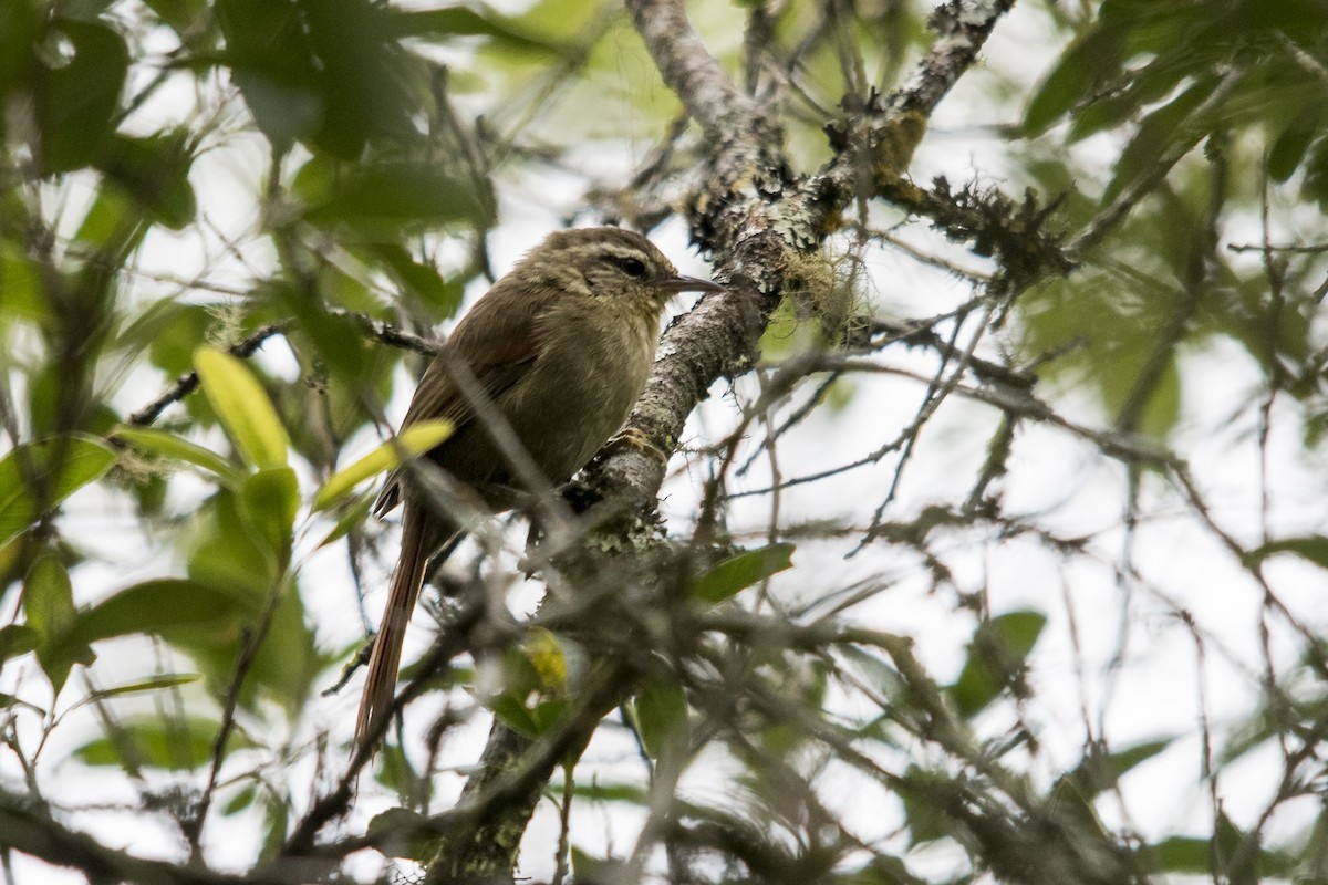 Olive Spinetail - ML32842361