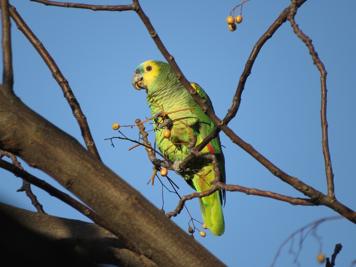 Turquoise-fronted Parrot - Anahí Vaccaro