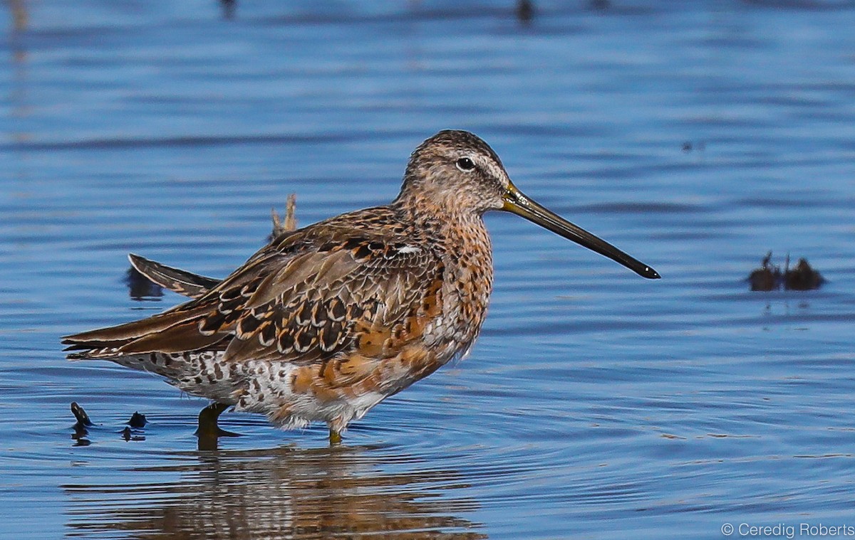 Long-billed Dowitcher - ML328426431