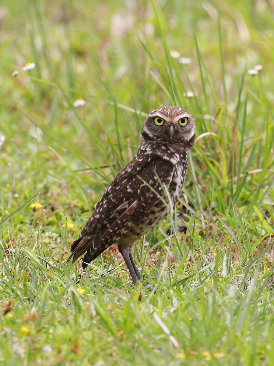 Burrowing Owl - Lynette Spence