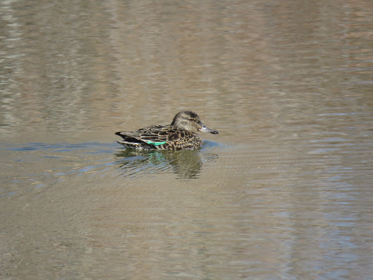Green-winged Teal - ML328428881