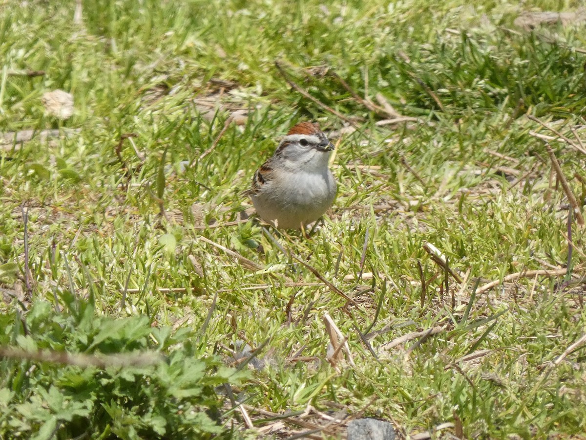 Chipping Sparrow - Larry Zirlin
