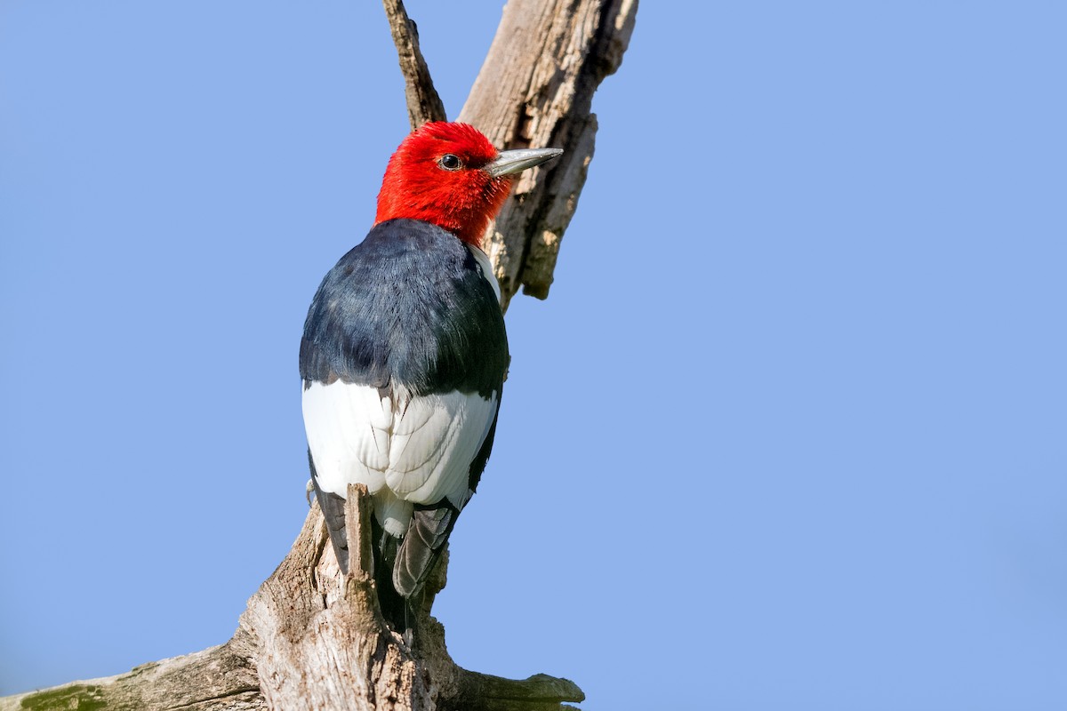 Red-headed Woodpecker - ML328430311