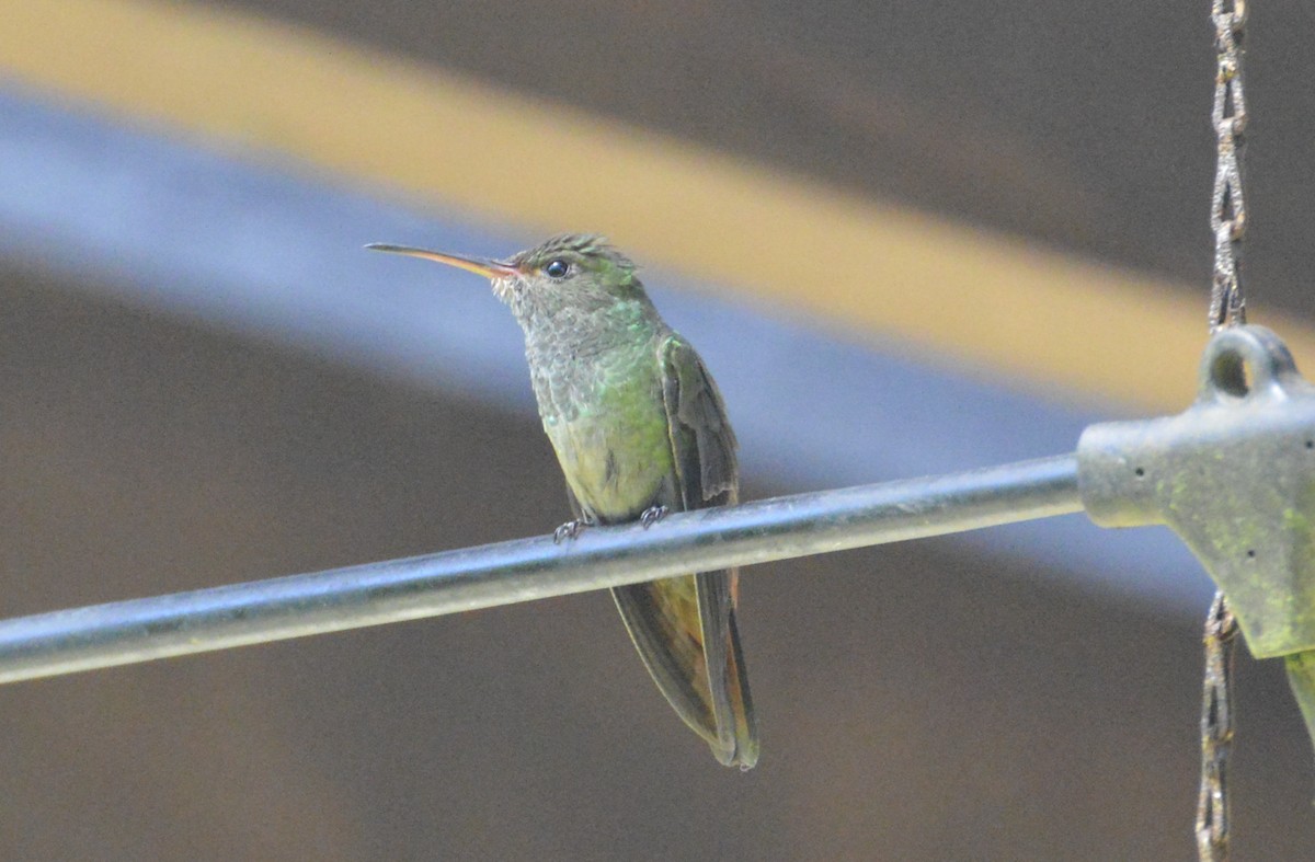 Rufous-tailed Hummingbird - ML328432071