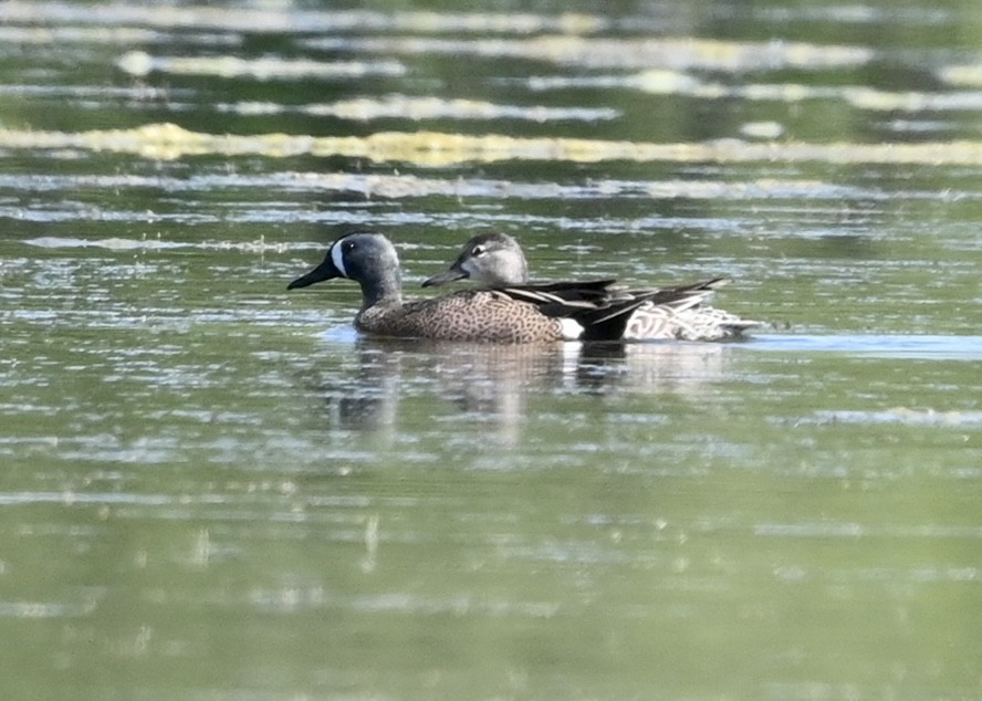 Blue-winged Teal - ML328434161