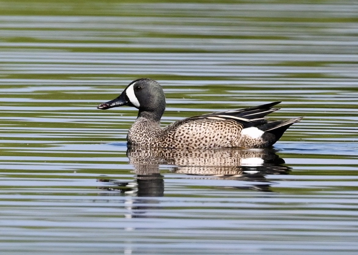 Blue-winged Teal - ML328434181