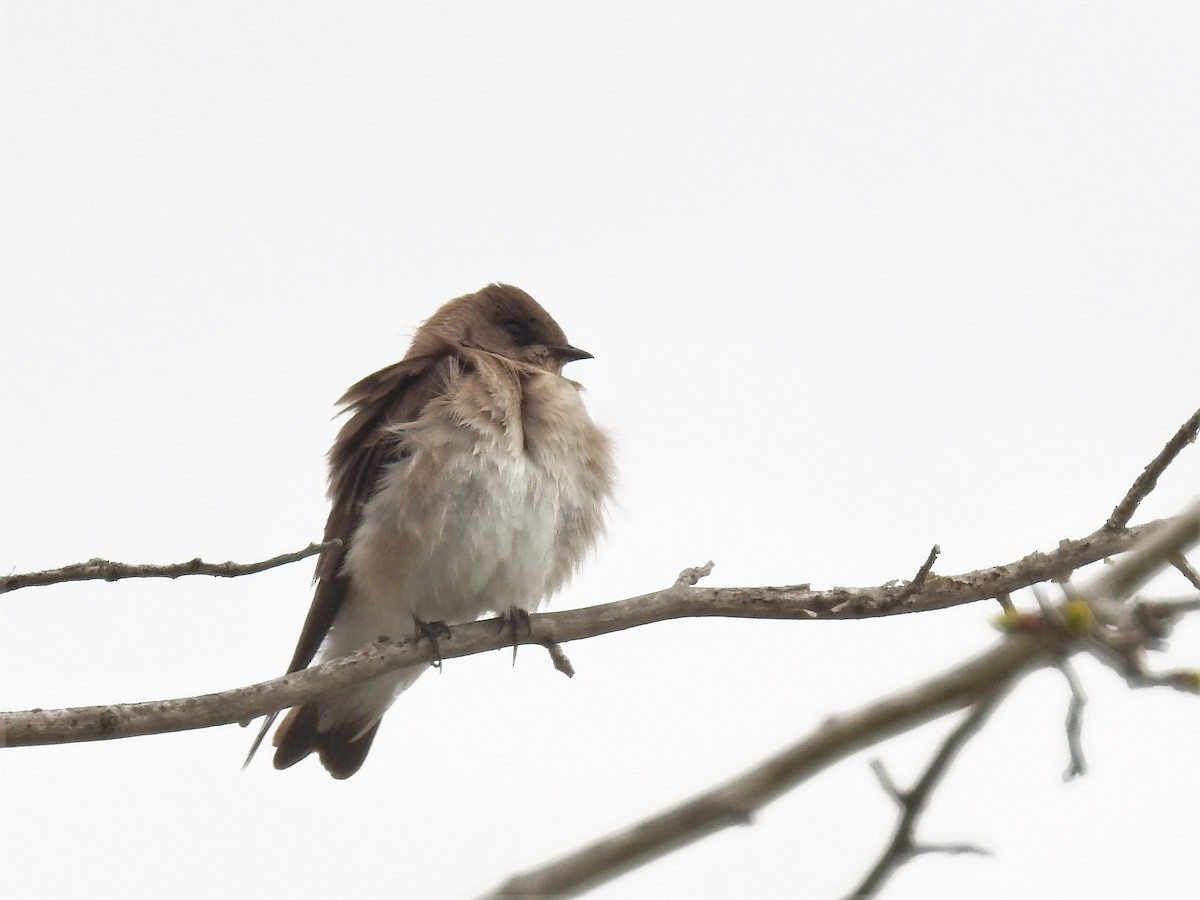 Northern Rough-winged Swallow - Allison Zhang