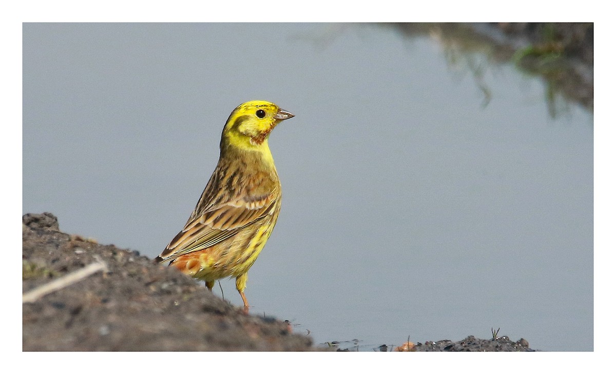 Yellowhammer - A W