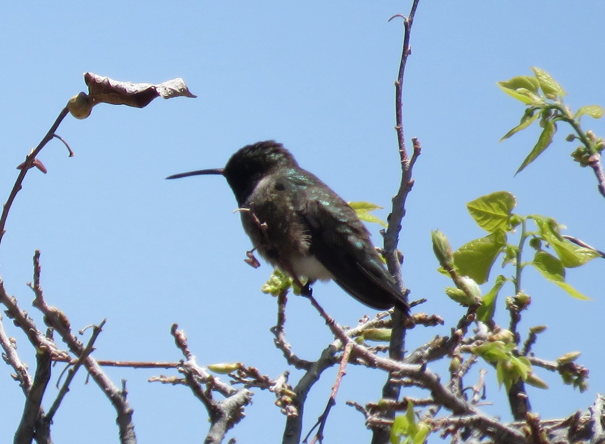 Black-chinned Hummingbird - ML328439271