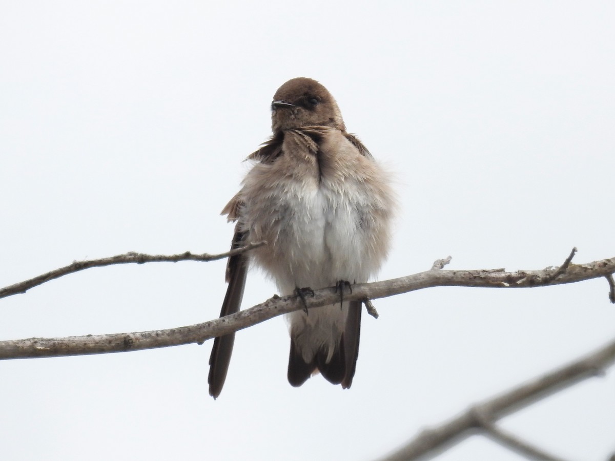 Northern Rough-winged Swallow - ML328440271