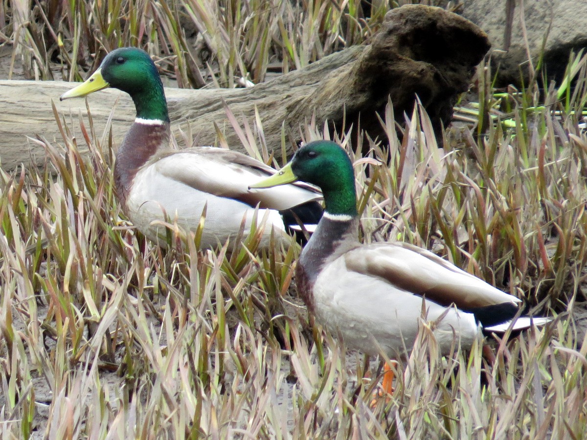 Maine Bird Atlas Checklist - 18 Apr 2021 - Bay Bridge Landing Wetland ...