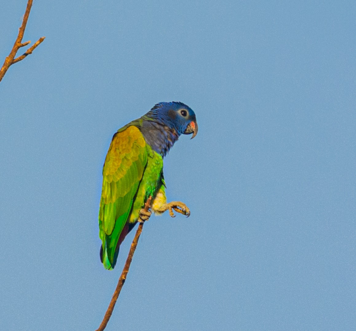 Blue-headed Parrot - Anderson  Sandro