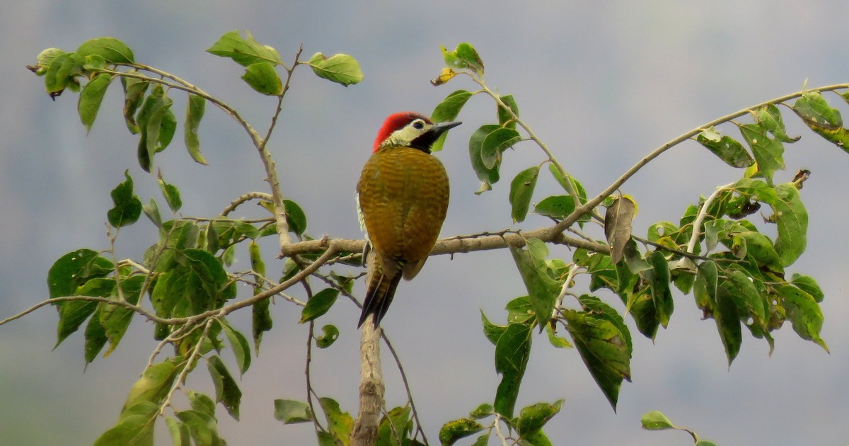 Golden-olive Woodpecker - Fernando Angulo - CORBIDI