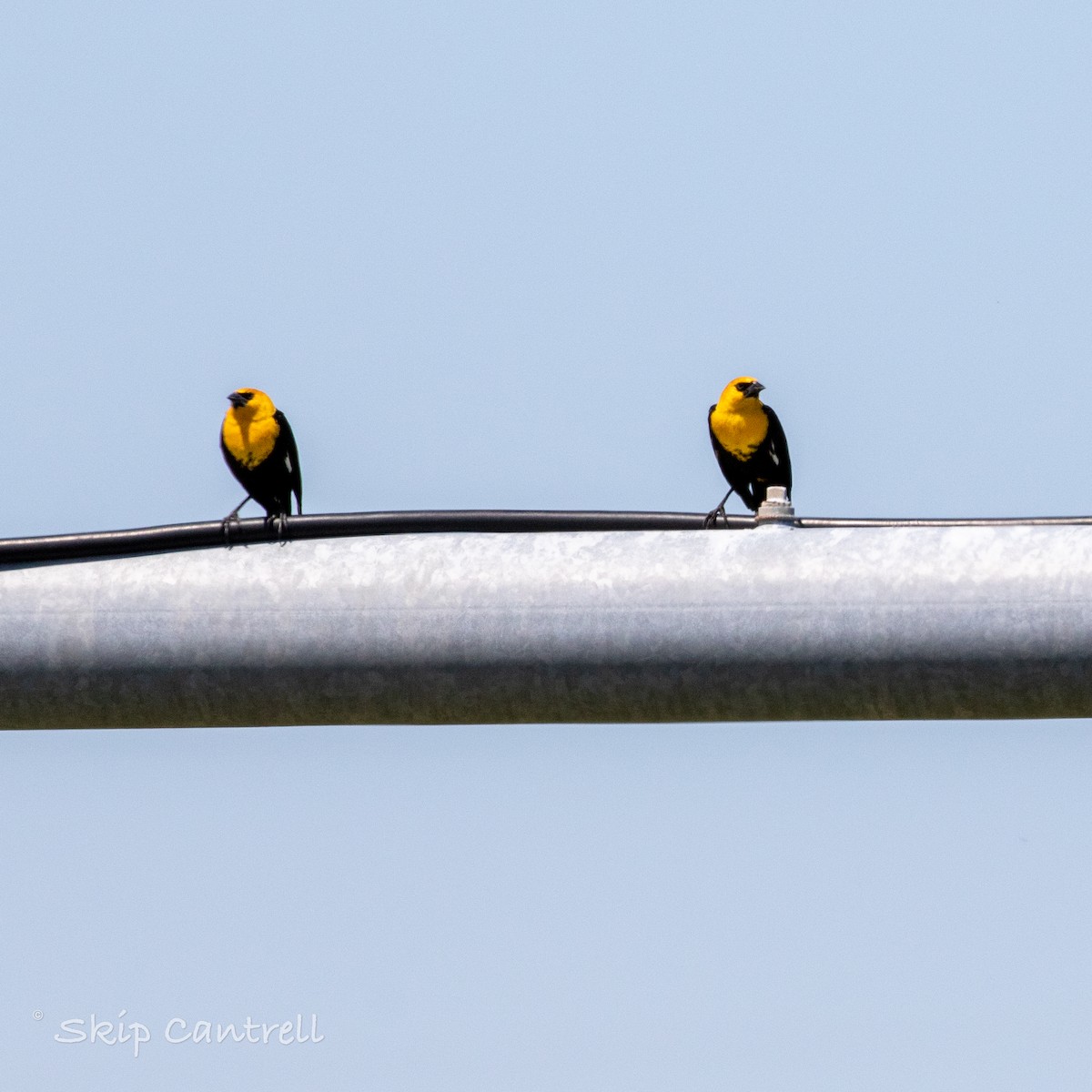 Yellow-headed Blackbird - Skip Cantrell
