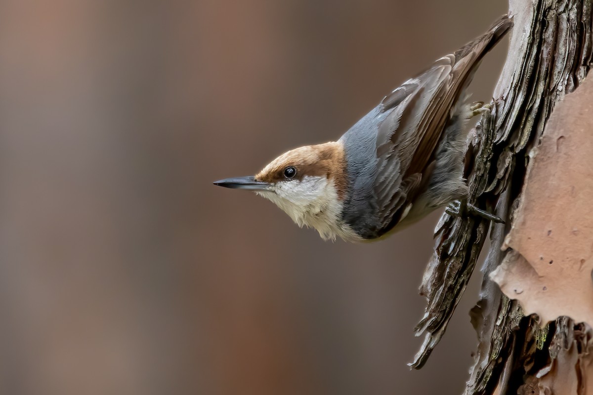 Brown-headed Nuthatch - ML328458931