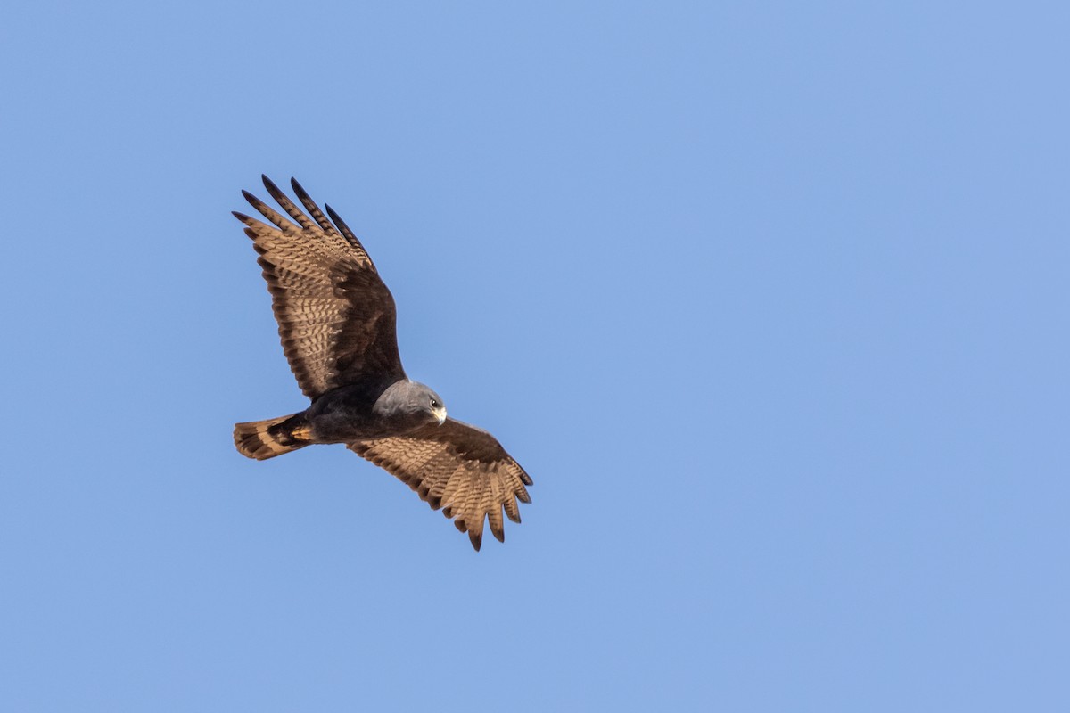 Zone-tailed Hawk - ML328459861