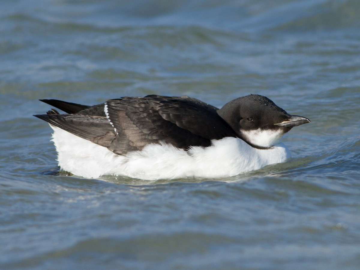 Thick-billed Murre - Lucas Bobay