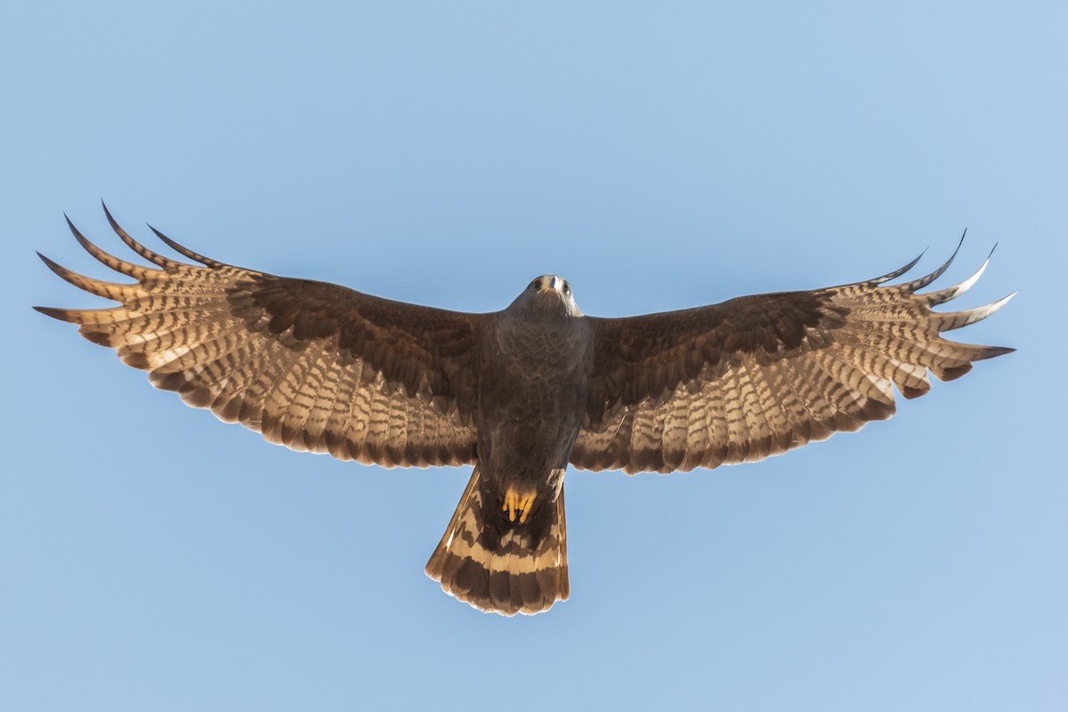 Zone-tailed Hawk - ML328460411