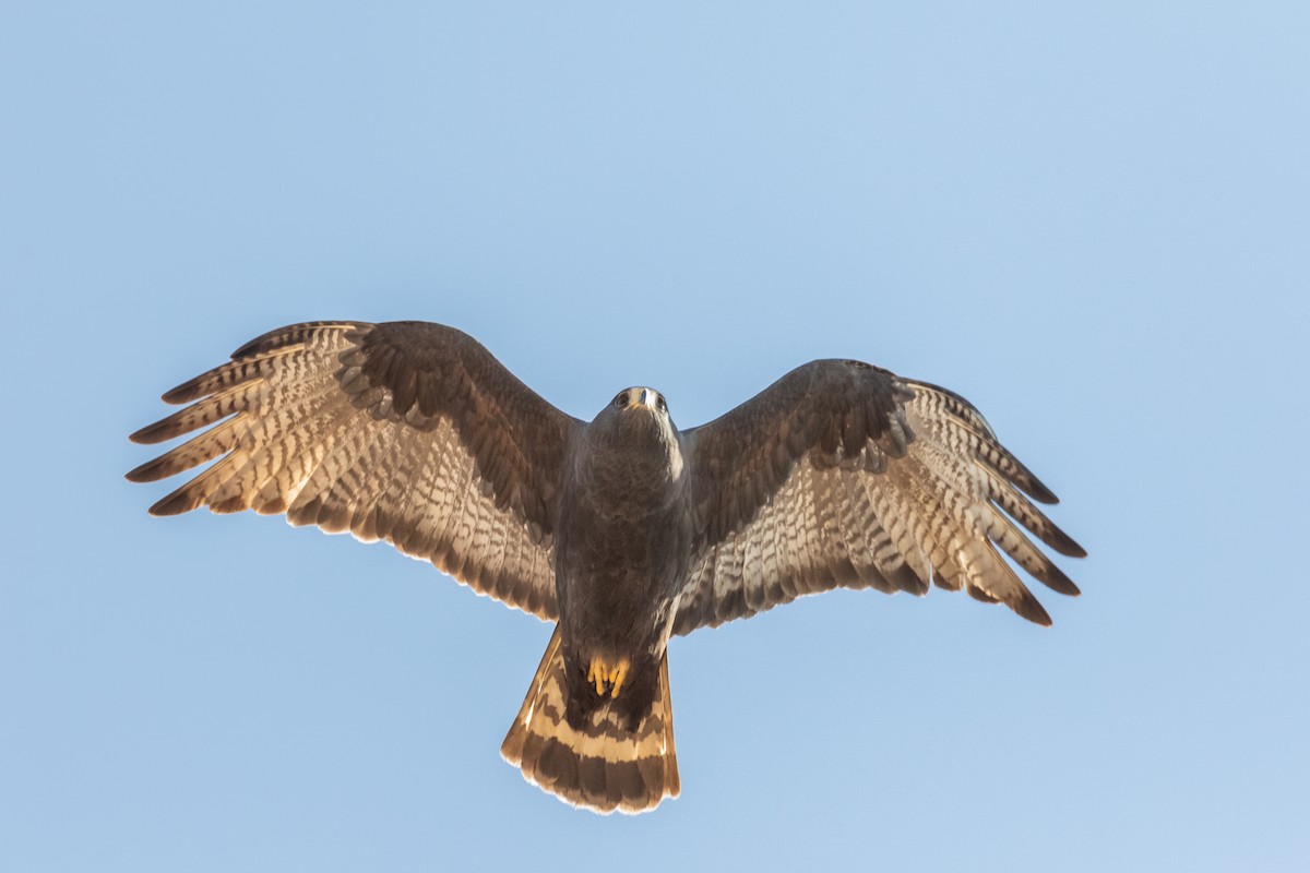 Zone-tailed Hawk - ML328460441
