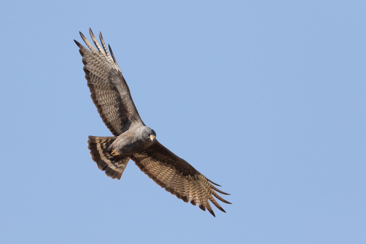Zone-tailed Hawk - Mike Andersen