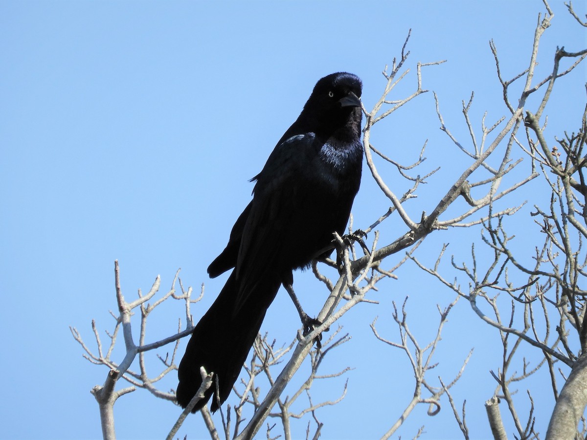 Boat-tailed Grackle - ML328461141