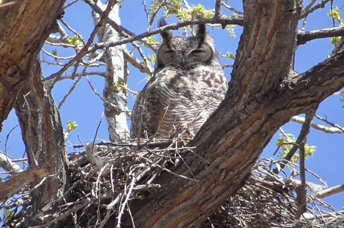 Great Horned Owl - ML328461291