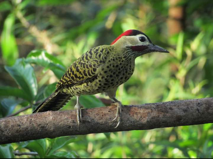 Green-barred Woodpecker - Diorgines Dias