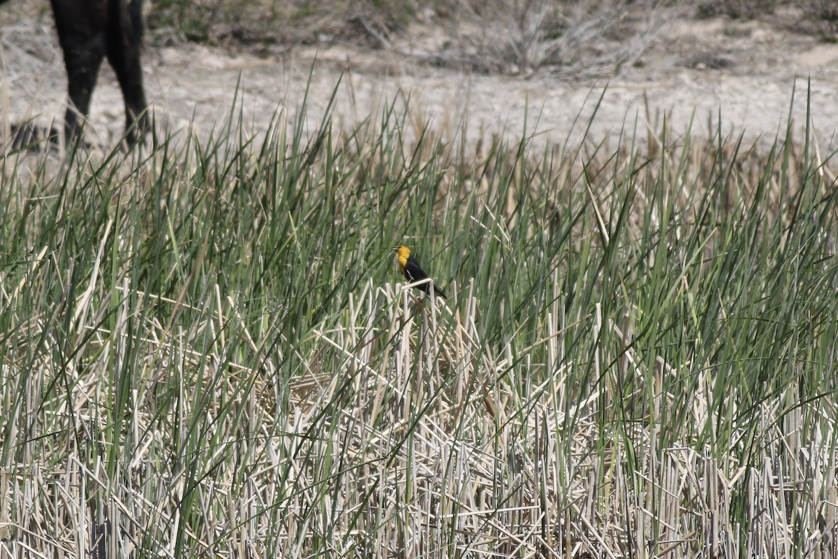 Yellow-headed Blackbird - ML328464431