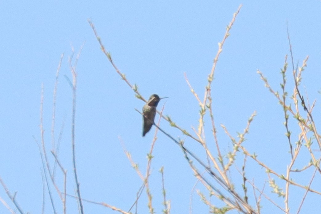 Anna's Hummingbird - ML328464571